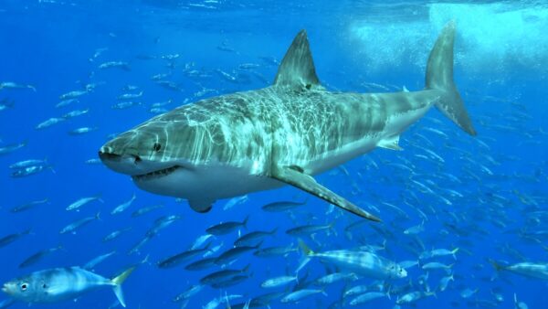 A great white shark gliding through the ocean — the real photograph behind the viral Marina State Beach photobomb story