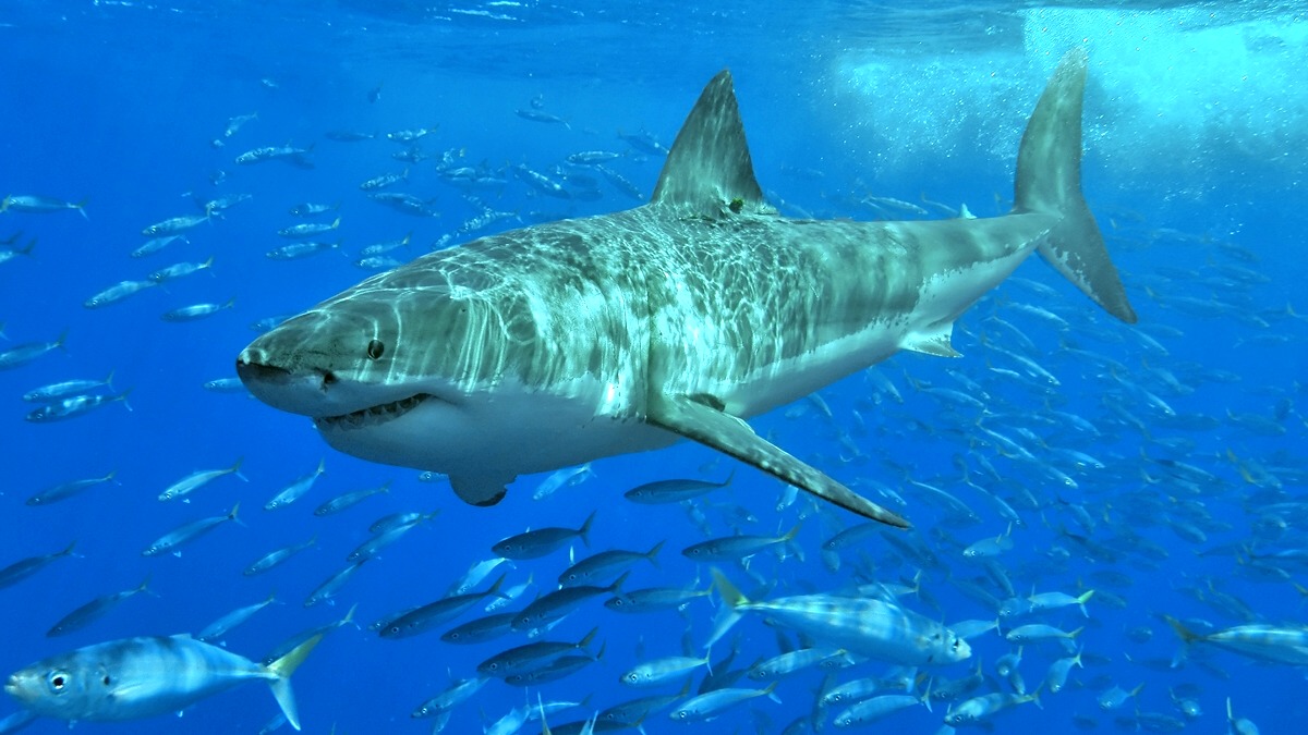 A great white shark gliding through the ocean — the real photograph behind the viral Marina State Beach photobomb story