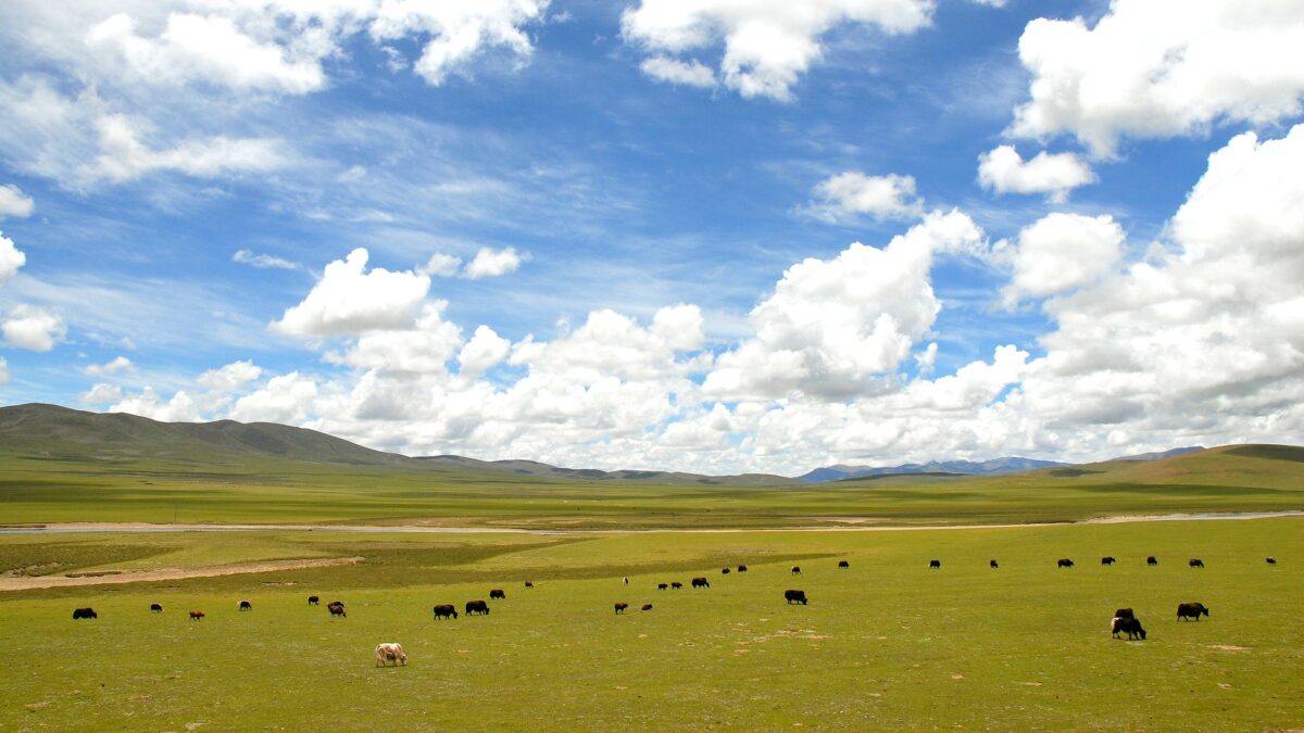 Yaks graze on the grasslands of Nagqu County, Tibet — the region struck by the magnitude-7.0 earthquake of 22 October 2026.