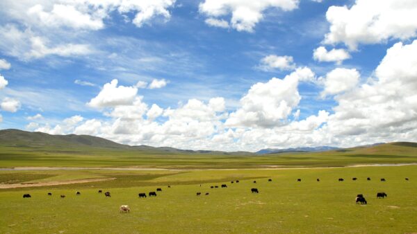 Yaks graze on the grasslands of Nagqu County, Tibet — the region struck by the magnitude-7.0 earthquake of 22 October 2026.